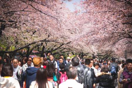 SAKURA_UENO_90 SAKURA_UENO_90