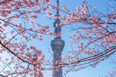 TOKYO, JAPAN - APR 9, 2019 : Beautiful cherry blossoms and Tokyo TOKYO, JAPAN - APR 9, 2019 : Beautiful cherry blossoms and Tokyo sky tree in spring at Tokyo, Japan.