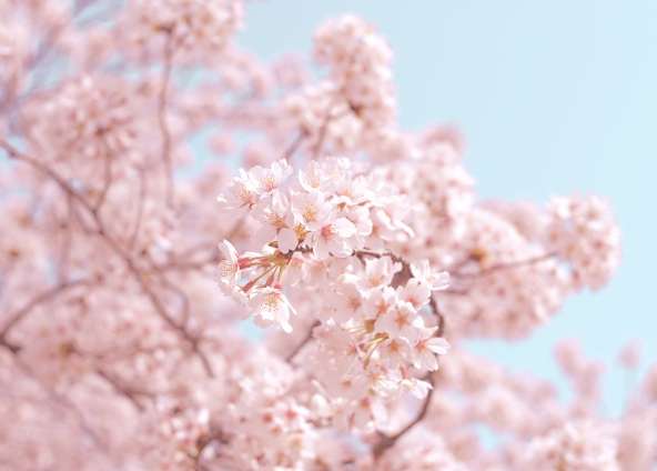 Lugares en Tokio para disfrutar del sakura