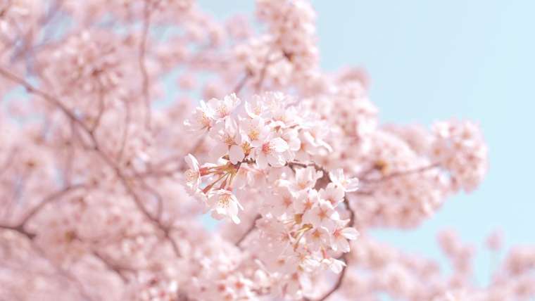 Lugares en Tokio para disfrutar del sakura
